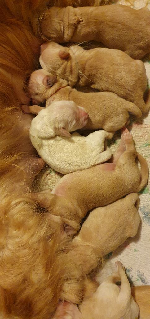 chiot Golden Retriever Du Val D'Isao