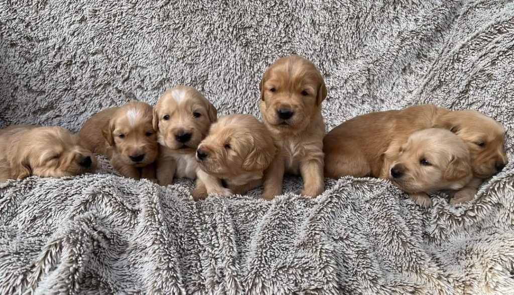 chiot Golden Retriever Du Val D'Isao