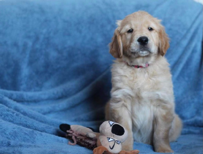 Tibère futur Handi'chien