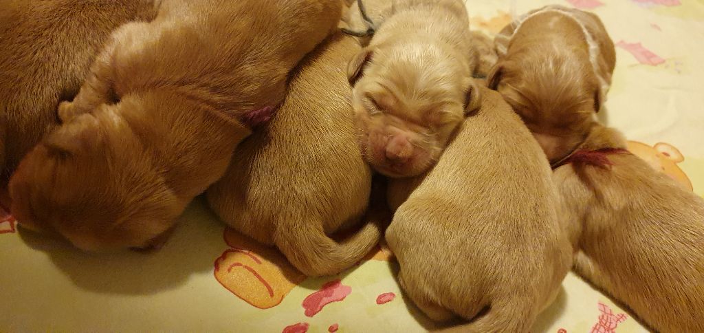 chiot Golden Retriever Du Val D'Isao