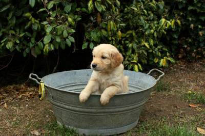 CHIOT 2