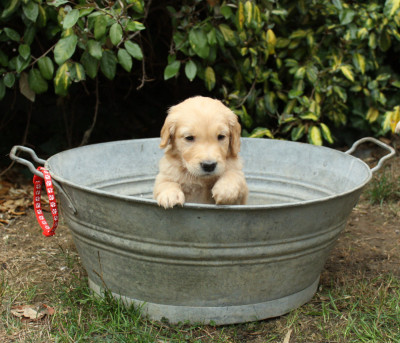 CHIOT 3