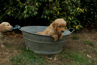 CHIOT 4