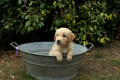 CHIOT 5