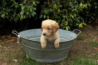 CHIOT 6