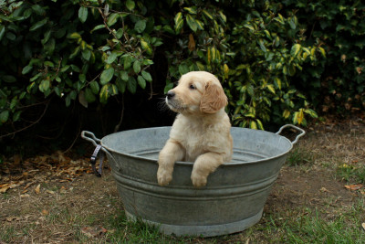 CHIOT 7