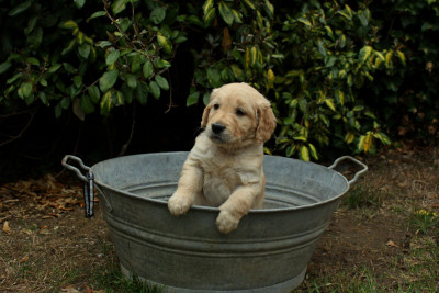 CHIOT 8