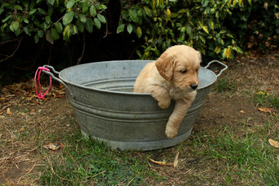 CHIOT 1